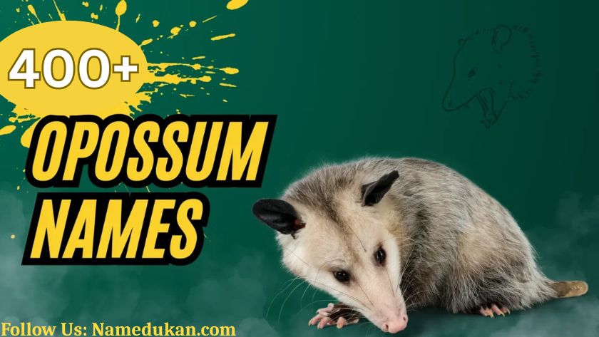 opossum names